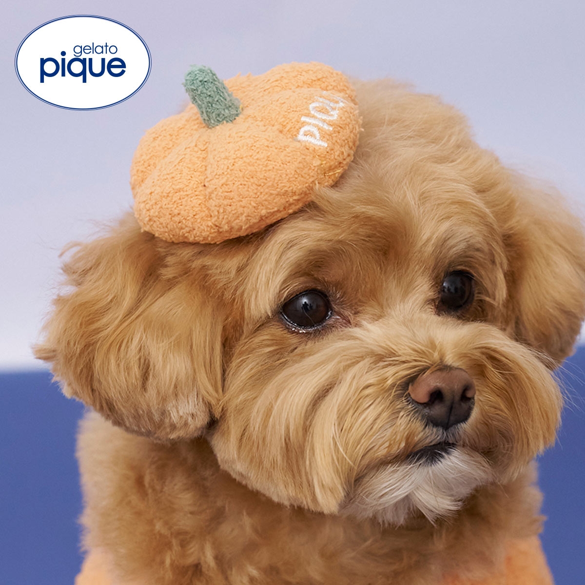 ジェラートピケ CAT&DOG HALLOWEEN パンプキンヘアクリップ ジェラピケ gelato pique ハロウィン(OR-オレンジ-Free)
