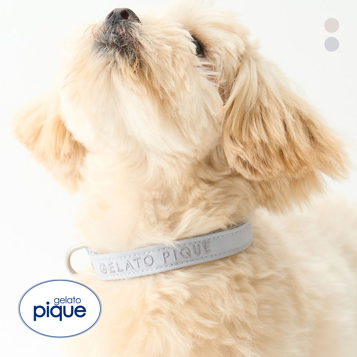ジェラートピケ CAT&DOG 販路限定商品 首輪 gelato pique(BU-ブルー-S)