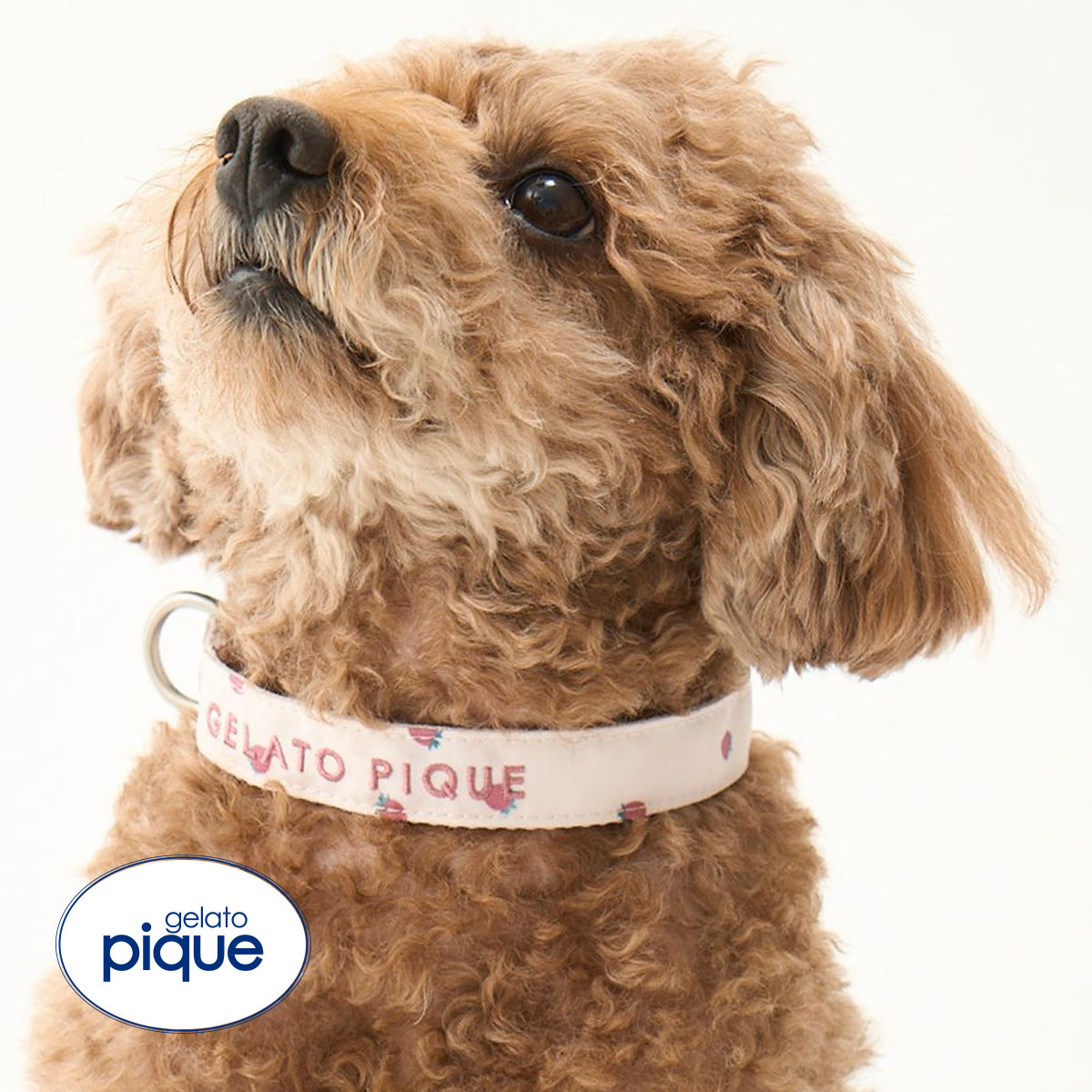 ジェラートピケ CAT&DOG 販路限定商品 モチーフ柄首輪 gelato pique(PI-ピンク-S)