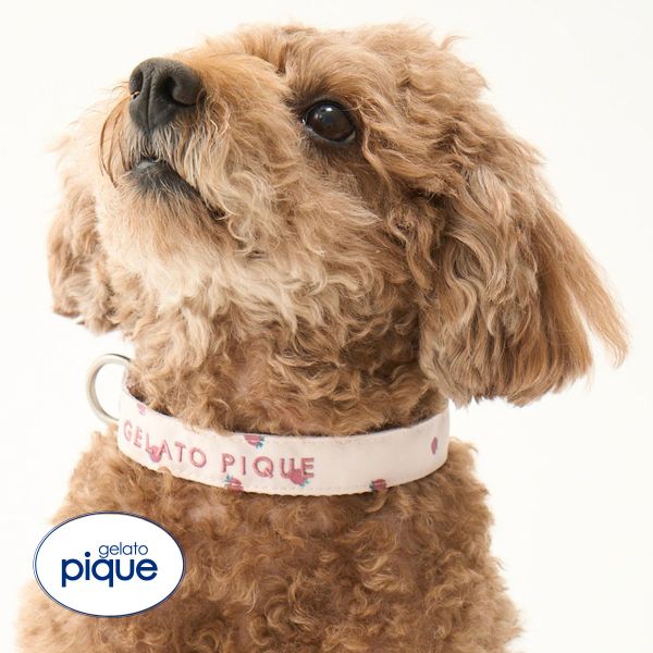 ジェラートピケ CAT&DOG 販路限定商品 モチーフ柄首輪 gelato pique